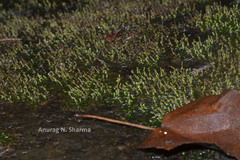 Indotristicha ramosissima